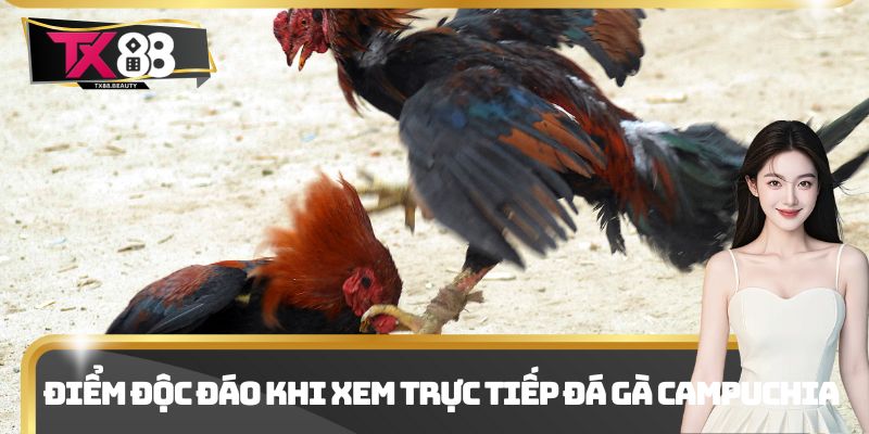 Điểm độc đáo khi xem trực tiếp đá gà Campuchia