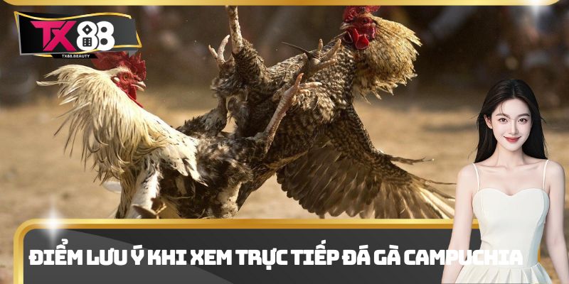 Điểm lưu ý khi xem trực tiếp đá gà Campuchia