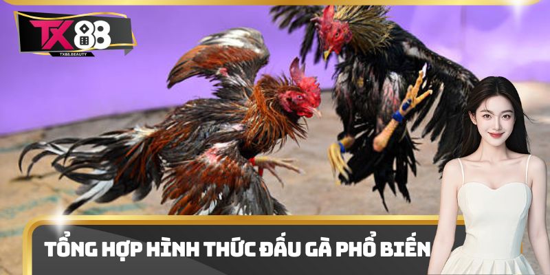 Tổng hợp hình thức đấu gà phổ biến