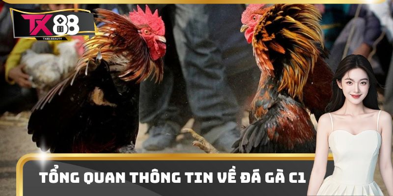 Tổng quan thông tin về đá gà C1