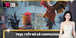 Trực Tiếp Đá Gà Campuchia - Điểm Xem Kịch Tính Và Thu Hút
