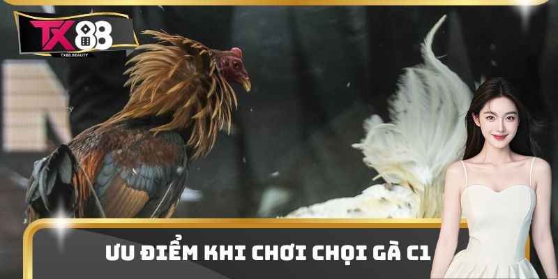 Ưu điểm khi chơi chọi gà C1